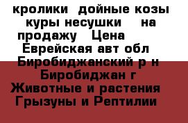 кролики, дойные козы,куры несушки  - на продажу › Цена ­ 400 - Еврейская авт.обл., Биробиджанский р-н, Биробиджан г. Животные и растения » Грызуны и Рептилии   